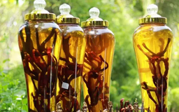 Một người tử vong sau khi uống rượu ngâm rễ cây rừng