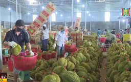 Việt Nam trở thành 'vua sầu riêng' của thế giới