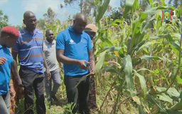 Kenya sử dụng công nghệ AI để chẩn đoán bệnh cây trồng