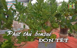 Phật thủ bonsai đón Tết | Nhịp sống Hà Nội | 14/01/2025