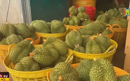 Trung Quốc tăng mua gấp rưỡi sầu riêng Việt