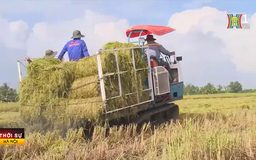 Việt Nam sản xuất 1 triệu hecta lúa giảm phát thải