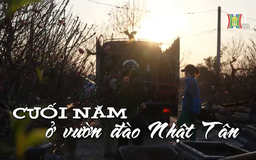 Cuối năm ở vườn đào Nhật Tân | Nhịp sống Hà Nội | 16/01/2025