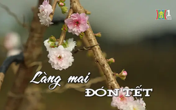 Làng mai đón Tết | Nhịp sống Hà Nội | 18/01/2025