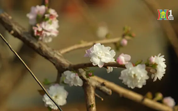 Làng mai đón Tết