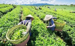 Hương vị trà Thái | Trăm miền hội tụ | 17/01/2025