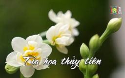 Tỉa hoa thủy tiên đón Tết | Nhịp sống Hà Nội | 19/01/2025