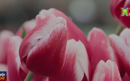 Rực rỡ ngày hoa tulip tại Hà Lan