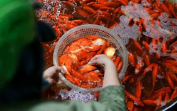 Giá cá chép đỏ tăng cao cận Tết ông Công, ông Táo