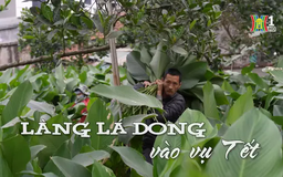 Làng lá dong vào vụ Tết | Nhịp sống Hà Nội | 21/01/2025
