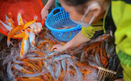 Giá cá chép tăng cao trước ngày cúng Táo Quân