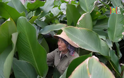Làng lá dong vào vụ Tết