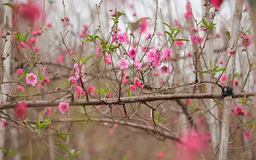 Đào Nhật Tân tăng giá mạnh