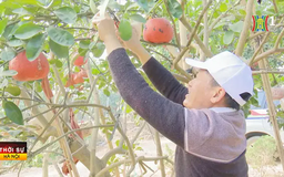 Bưởi đỏ Đông Cao thất thu