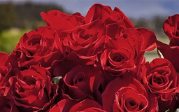 Doanh số bán hoa tăng mạnh tại Ecuador trước lễ Valentine