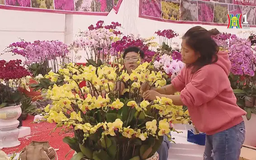 Thú chơi lan hồ điệp sôi động ngày cận Tết
