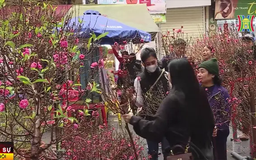 Nét xuân trong từng sắc hoa Hàng Lược