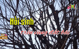 Hồi sinh trên vùng đất bãi | Người Hà Nội | 29/01/2025