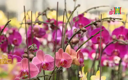 Hoa tươi đón Tết