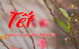 Tết đã về ở vùng đào Nhật Tân | Vấn đề kinh tế | 29/01/2025