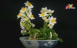 Thanh tao 'đĩa ngọc chén vàng'