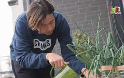 Rau tăng giá phi mã, người Nhật tự canh tác tại nhà