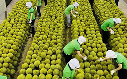 Năm 2025, xuất khẩu nông sản Việt đối diện nhiều thách thức