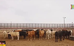 Mexico nối lại xuất khẩu gia súc sang Mỹ