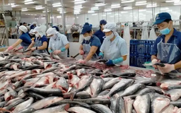 Xuất khẩu thủy sản vượt mốc 774 triệu USD