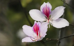 Hoa Ban nở sớm