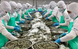 Việt Nam tăng tốc xuất khẩu tôm vào Hoa Kỳ