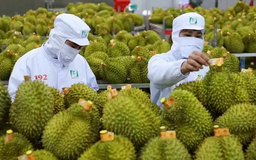 Xuất khẩu rau quả giảm mạnh 2 tháng đầu năm
