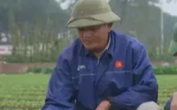 Nông dân Hà Nội chống mưa rét cho rau màu