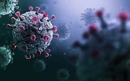 Virus corona mới HKU5 hiện không gây nguy hiểm cho con người