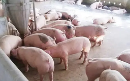 Giá lợn chưa có dấu hiệu hạ nhiệt