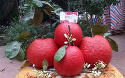 Thu nhập hàng tỷ đồng từ giống bưởi đỏ quý hiếm