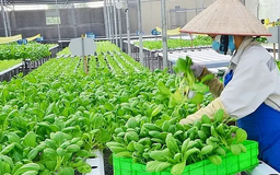 Sản xuất an toàn để nâng cao giá trị nông sản | Nông nghiệp Nông thôn | 06/03/2025