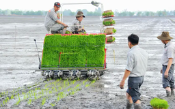 Để tăng tỷ lệ cơ giới ở khâu gieo cấy | Vấn đề kinh tế | 04/03/2025