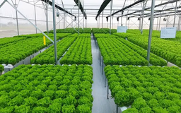 Nông nghiệp TP.HCM hướng đến sản xuất xanh