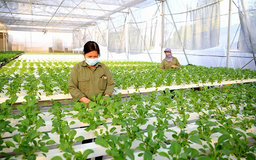 Hà Nội khuyến khích phát triển nông nghiệp đa giá trị