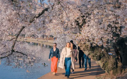 Hoa anh đào nở rộ tại Washington, Mỹ