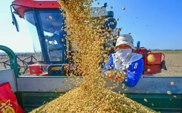 Trung Quốc tăng cường mua đậu tương từ Brazil