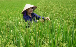 Hiệu quả từ phương pháp cấy SRI giảm phát thải