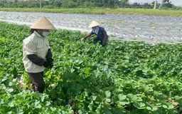 Phát triển nông nghiệp tại Kim Đức | Nông nghiệp Nông thôn | 10/04/2025