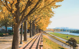 K Campus Dream: Thành phố Asan hòa quyện giữa lịch sử, văn hoá