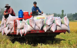 Gạo Việt lấy lại vị thế đắt giá nhất thế giới