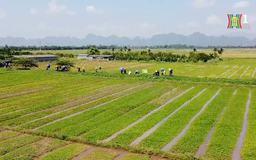 Phát triển nông nghiệp Thủ đô theo hướng sinh thái, bền vững | Tọa đàm | 02/05/2025