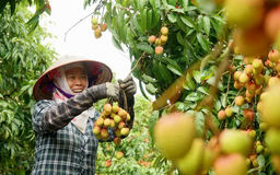 Chỉ dẫn địa lý - công cụ nâng cao giá trị nông sản Việt