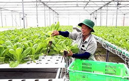 Việt Nam sản xuất hơn 120 loại rau có nguồn gốc nhiệt đới