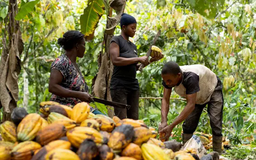 Giá cacao tăng cao, người Nigeria bỏ phố về quê làm nông